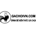 Foto del profilo di Gà chọi Việt Nam