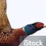 Foto del profilo di akramvai12